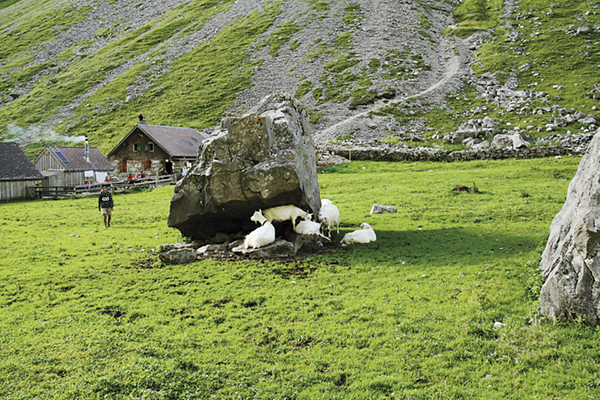 Welche Zukunft hat die Alpwirtschaft, wenn zunehmend Wolfsrudel die Schweiz besiedeln? (Bild thk)